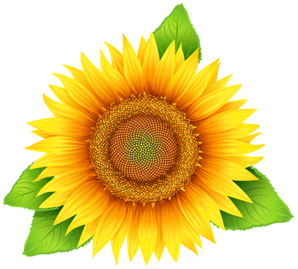 Sunflower_PNG_Clipart_Image